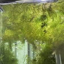 Hornwart fresh water for sale  LONDON