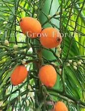 Areca catechu, palmeira de noz de betel comprar usado  Enviando para Brazil