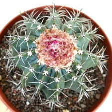 Melocactus specie from d'occasion  Expédié en France