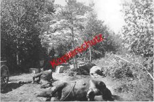 Foto 10x15 2 gebraucht kaufen  Bensheim