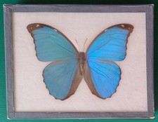 Entomologie morpho menelaus gebraucht kaufen  Kleinblittersdorf