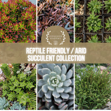 Reptile friendly succulent for sale  PEMBROKE