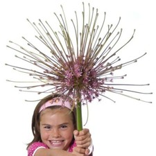 Giant allium schubertii for sale  PRESTON