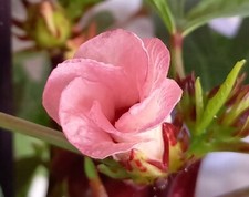 Hibiskus teehibiskus roter gebraucht kaufen  Muldestausee
