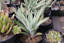Agave angustifolia marginata for sale  Valley Center