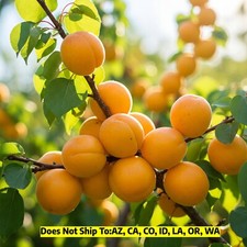 Apricot tree gold for sale  Fort Mill