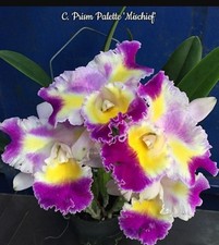 Last cattleya prism for sale Last cattleya prism for sale  SHREWSBURY