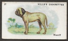 Wills australian best for sale  COLNE