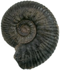 Lias hammatoceras bemerkenswer gebraucht kaufen  Erlangen