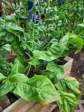 Rhabarber samen garten gebraucht kaufen  Muldestausee