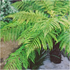 Dicksonia antarctica soft for sale  NEWTOWNARDS