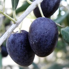 Olea europea ogliarola usato  Napoli