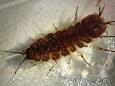 Freshwater aquatic isopods for sale  Irvine