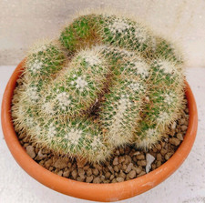 mammillaria usato  Lecce