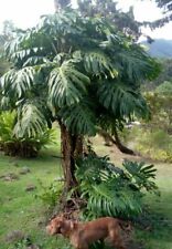 Giant monstera deliciosa for sale  San Antonio