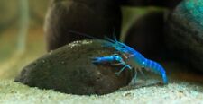 Electric blue crayfish for sale  De Leon Springs