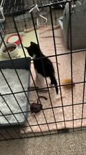 Pet exercise playpen for sale  STAMFORD