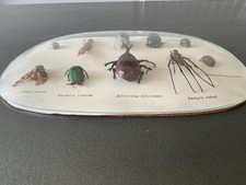 Cabinet curiosité entomologie d'occasion  Aix-les-Bains