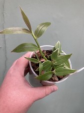 Dendrobium aphyllum variegated for sale  HALESWORTH