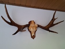 Elchgeweih gebraucht kaufen  Schwandorf