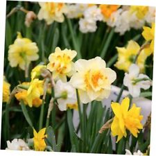 Mixed double daffodil for sale  Miami