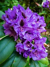 Rhododendron stecklinge lila gebraucht kaufen  Kaiserslautern