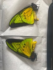 Butterflies ornithoptera golia usato  Spedire a Italy