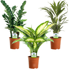 Indoor plant mix for sale  UK