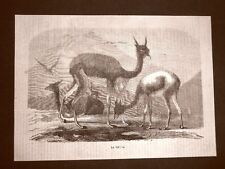 Incisione del 1865 usato  Villarosa