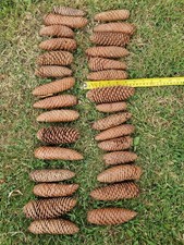 Large pine cones for sale  SHIPLEY