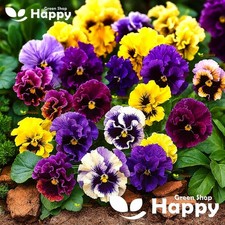 Pansy swiss mix for sale  DONCASTER