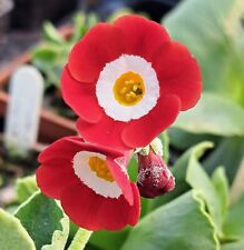 Primula auricula strawberry for sale  UCKFIELD