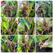 Rooted dragon fruit for sale  Fallbrook