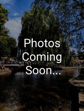 weeping willow tree for sale weeping willow tree for sale BRACKNELL