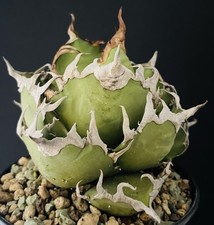Magnific agave titanota d'occasion  Aire-sur-l'Adour