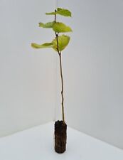 Hazel nut tree for sale  CHORLEY