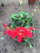 pelargonium plant for sale  NORTHWICH