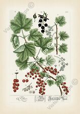 Red black currant for sale  HASLEMERE