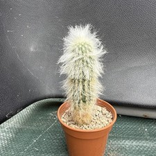 cephalotus for sale cephalotus for sale EASTBOURNE