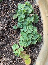 Jungpflanzen alchemilla mollis gebraucht kaufen  Langenhagen