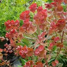 Euphorbia galaxy glow for sale  UK