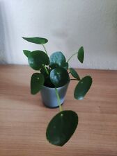 Pilea peperomioides gebraucht kaufen  Heilbronn