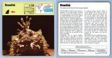Stonefish bony fish for sale  SLEAFORD