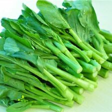 Chinese kale kailaan for sale  SALISBURY