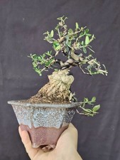Shohin bonsai olivastro usato  Cison di Valmarino