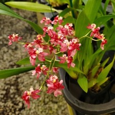 Oncidium twinkle red for sale  LONDON