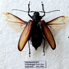 Rhaphipodus bonni female for sale  SLEAFORD