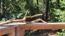 Raw sustainable beautiful for sale  Sonora