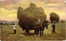 Postcard shire horse for sale  NEWCASTLE