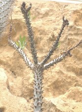 Pachypodium rutenbergianum sam gebraucht kaufen  Berlin